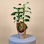 111066_standing.jpg