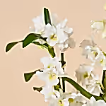 111066_closeup.jpg
