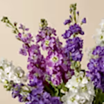 110757_close-up.jpg